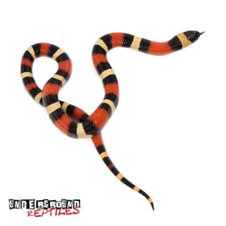 Baby Apricot Pueblan Milksnake For Sale - Underground Reptiles