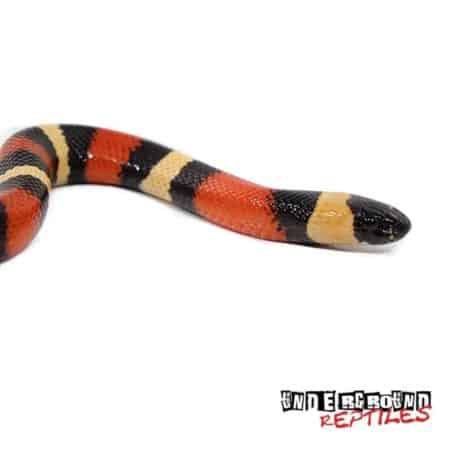Baby Apricot Pueblan Milksnake For Sale - Underground Reptiles