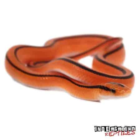 Baby Thailand Bamboo Ratsnake For Sale - Underground Reptiles