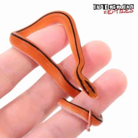 Baby Thailand Bamboo Ratsnake For Sale - Underground Reptiles