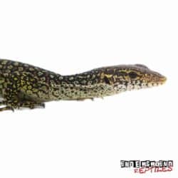 Baby Blue Spotted Timor Monitor For Sale - Underground Reptiles