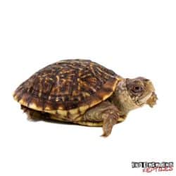 Baby Desert Ornate Box Turtle For Sale - Underground Reptiles