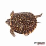 Baby Desert Ornate Box Turtle For Sale - Underground Reptiles