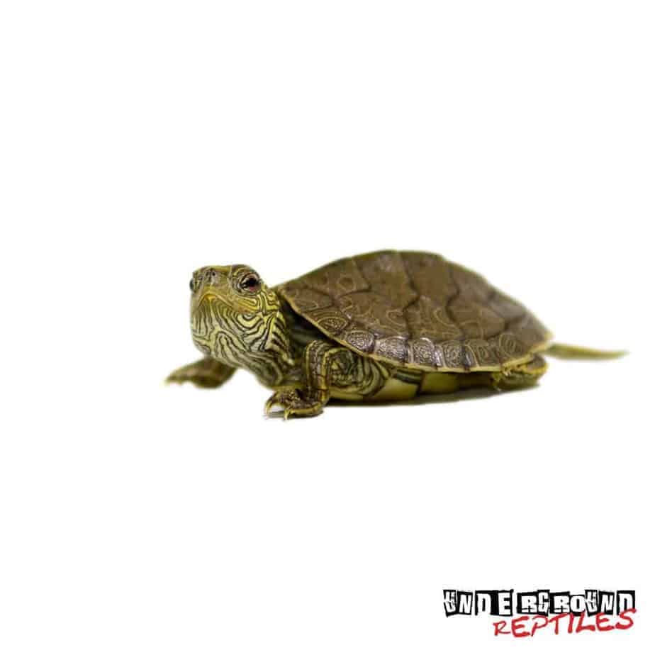 Baby Geographic Map Turtles For Sale - Underground Reptiles