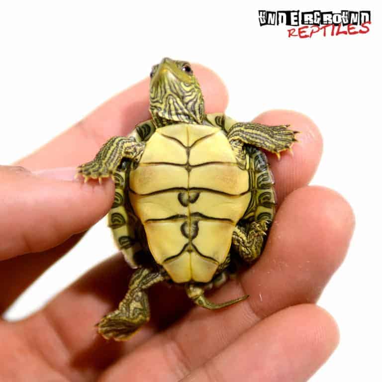 Baby Geographic Map Turtles For Sale - Underground Reptiles