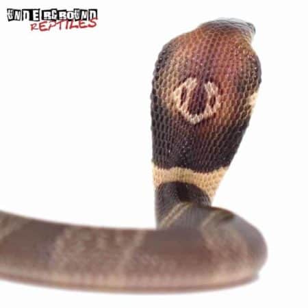 Baby Monocled Cobra Double Het Albino Suphan For Sale - Underground Reptiles