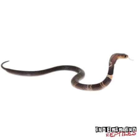 Baby Monocled Cobra Double Het Albino Suphan For Sale - Underground Reptiles