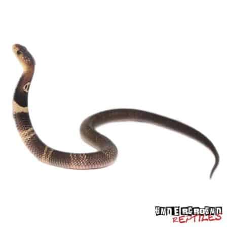 Baby Monocled Cobra Double Het Albino Suphan For Sale - Underground Reptiles