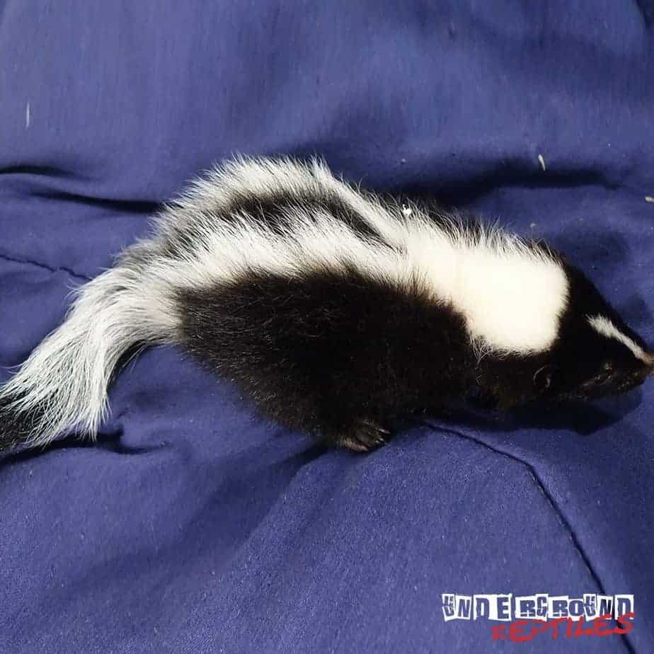 Baby Captive Bred Skunks For Sale - Underground Reptiles