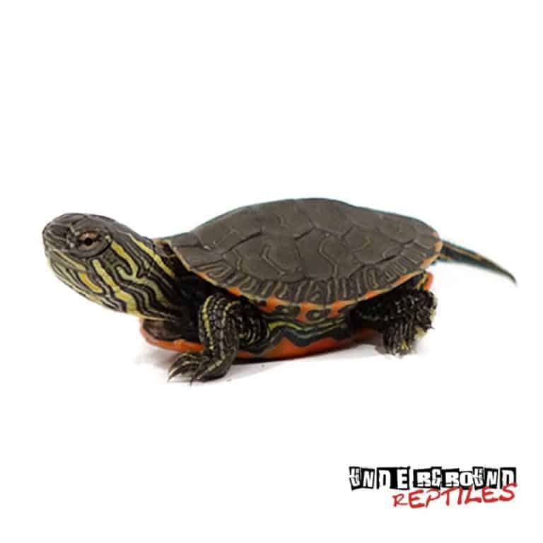 Western Painted Turtles For Sale - Underground Reptiles