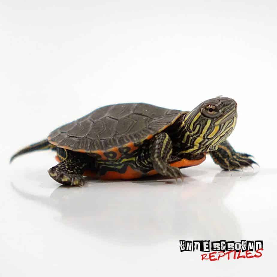 Western Painted Turtles For Sale - Underground Reptiles