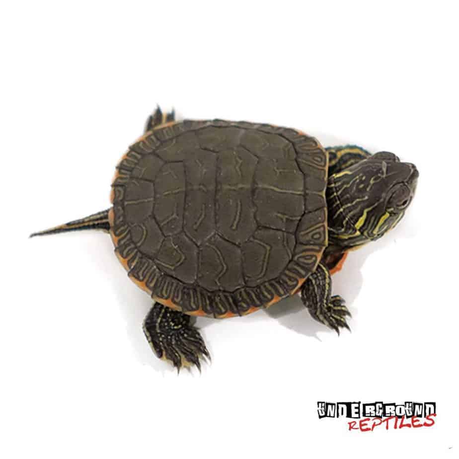 Western Painted Turtles For Sale - Underground Reptiles