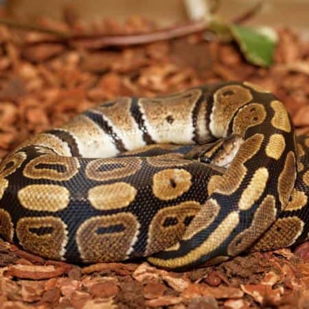 Snakes For Sale - Underground Reptiles