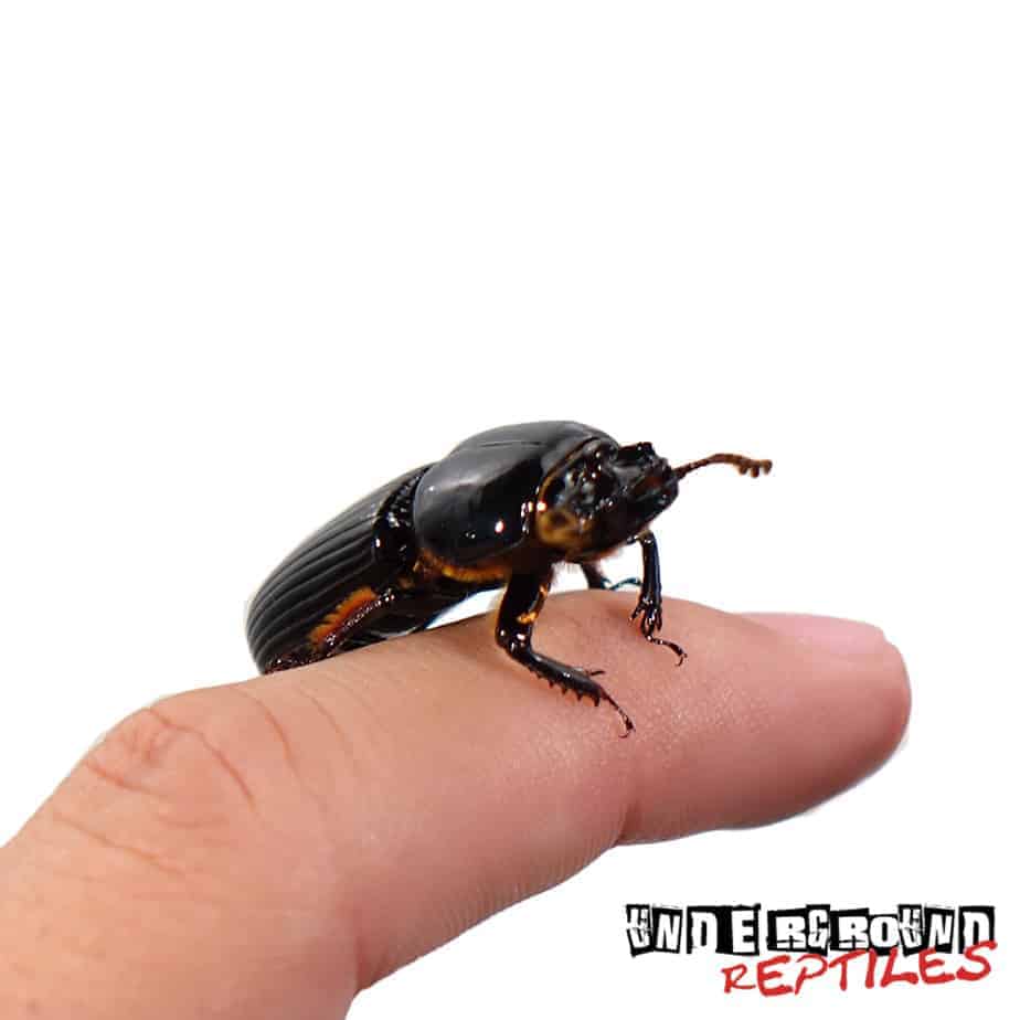 Bess Beetle Underground Reptiles