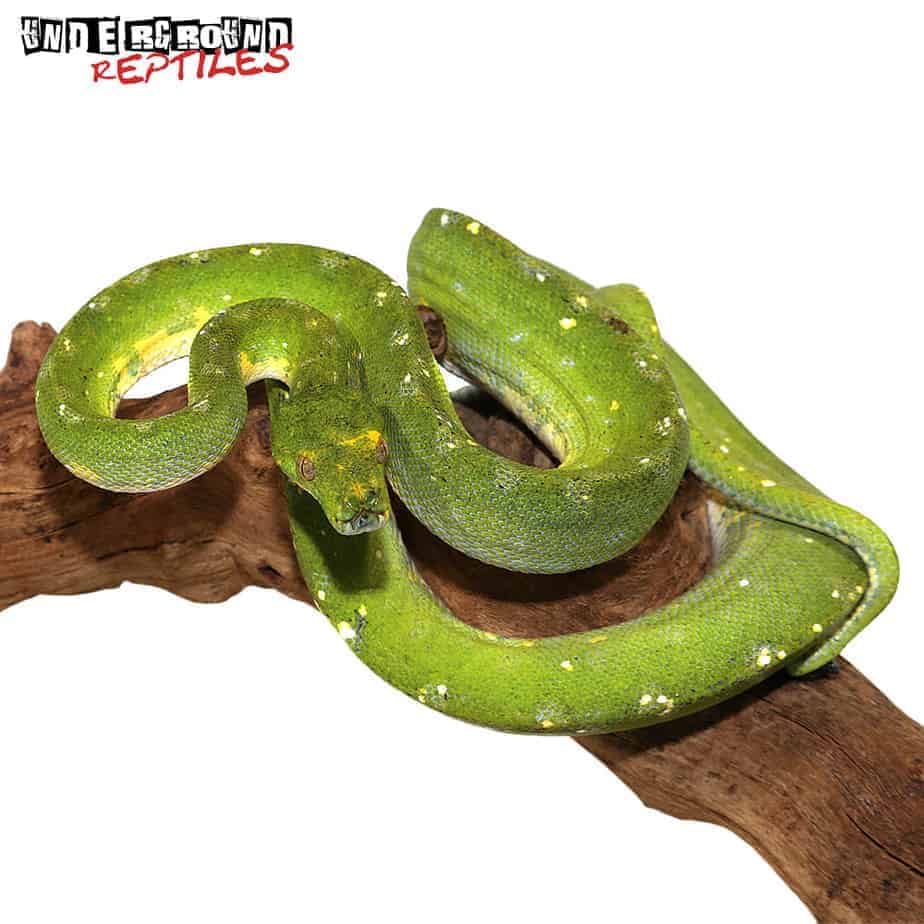 Adult Biak Green Tree Python - Underground Reptiles