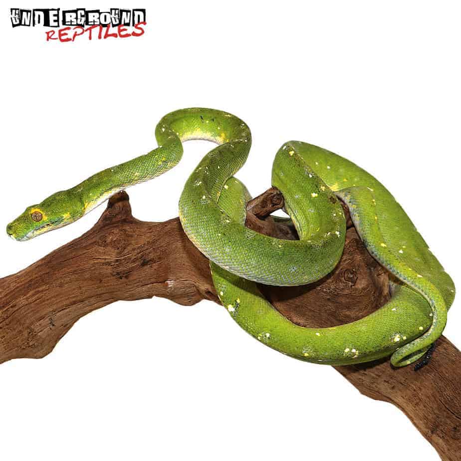 Adult Biak Green Tree Python - Underground Reptiles