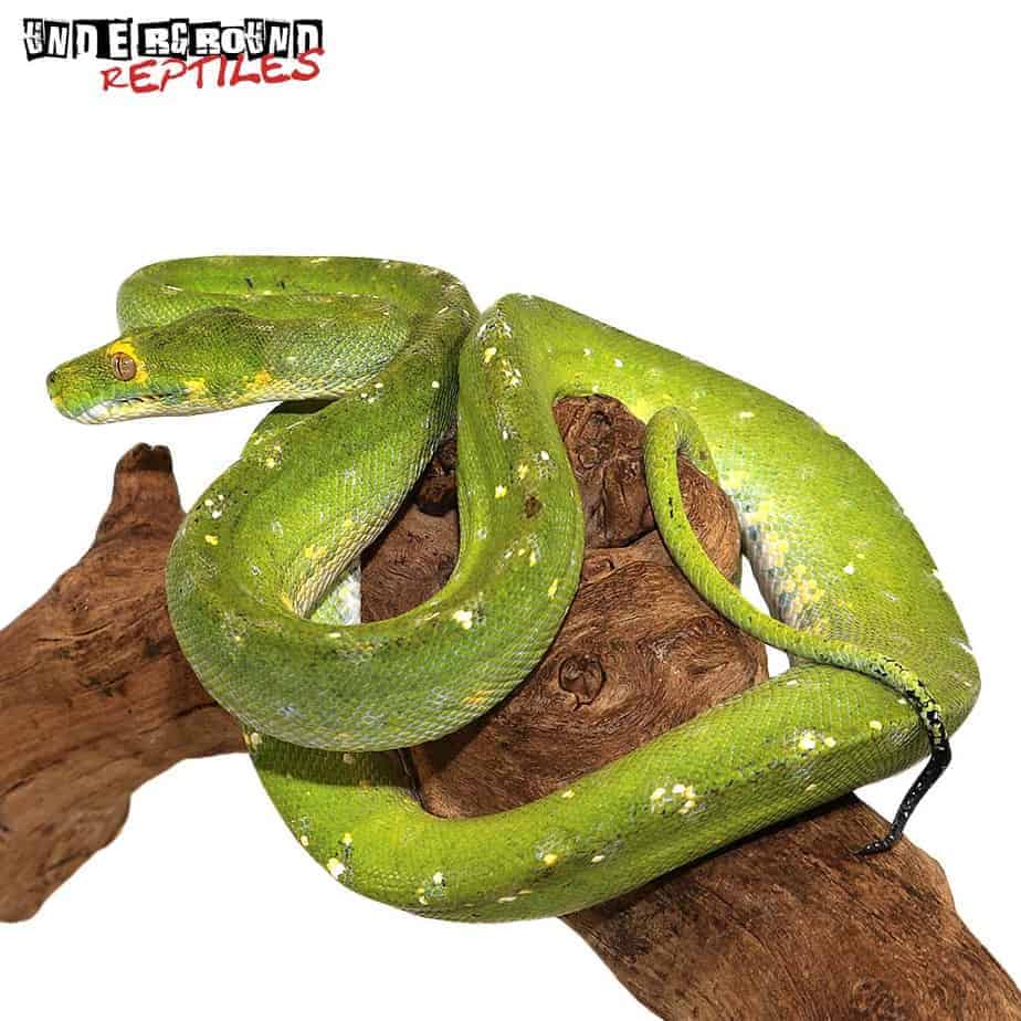 Adult Biak Green Tree Python - Underground Reptiles