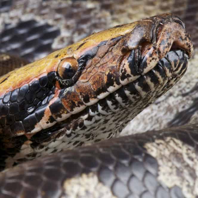 Snakes For Sale Underground Reptiles