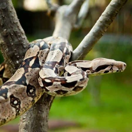 Snakes For Sale - Underground Reptiles