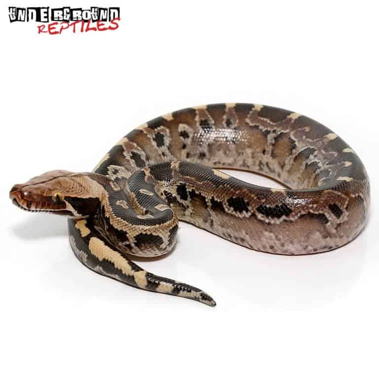 Baby Borneo Blood Pythons (Python curtus) For Sale - Underground Reptiles