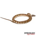 Baby Jaguar Caramel Carpet Python For Sale - Underground Reptiles
