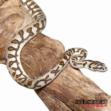 Baby Jaguar Caramel Carpet Python For Sale - Underground Reptiles