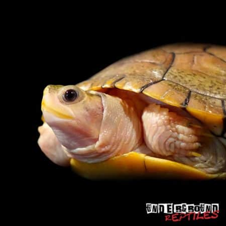 Caramel Pink Albino Red Ear Slider Turtle - Underground Reptiles