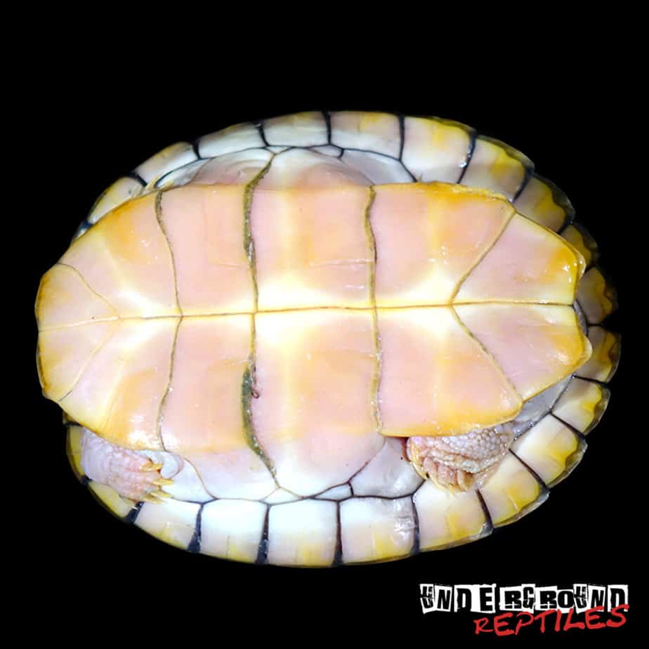 Caramel Pink Albino Red Ear Slider Turtle - Underground Reptiles