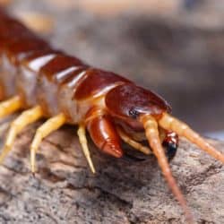 Centipedes, Millipedes & More