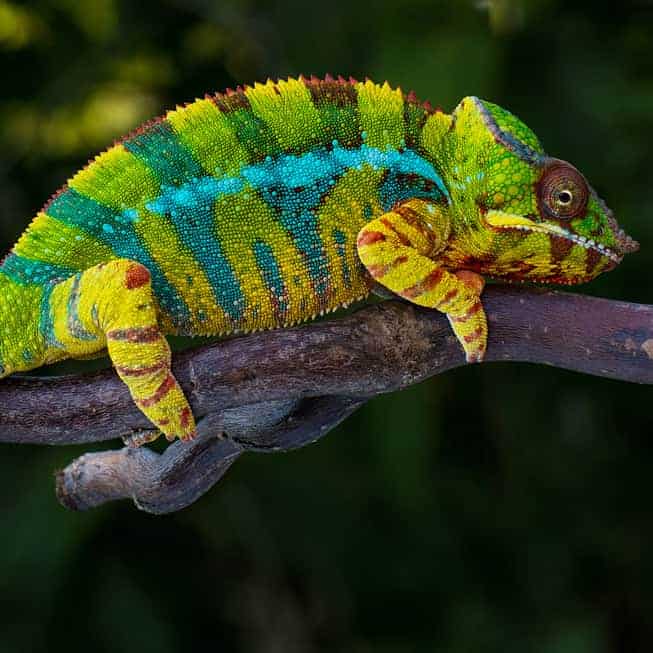 Chameleons for sale - Geckos - Iguanas - ball pythons - tortoise - turtles