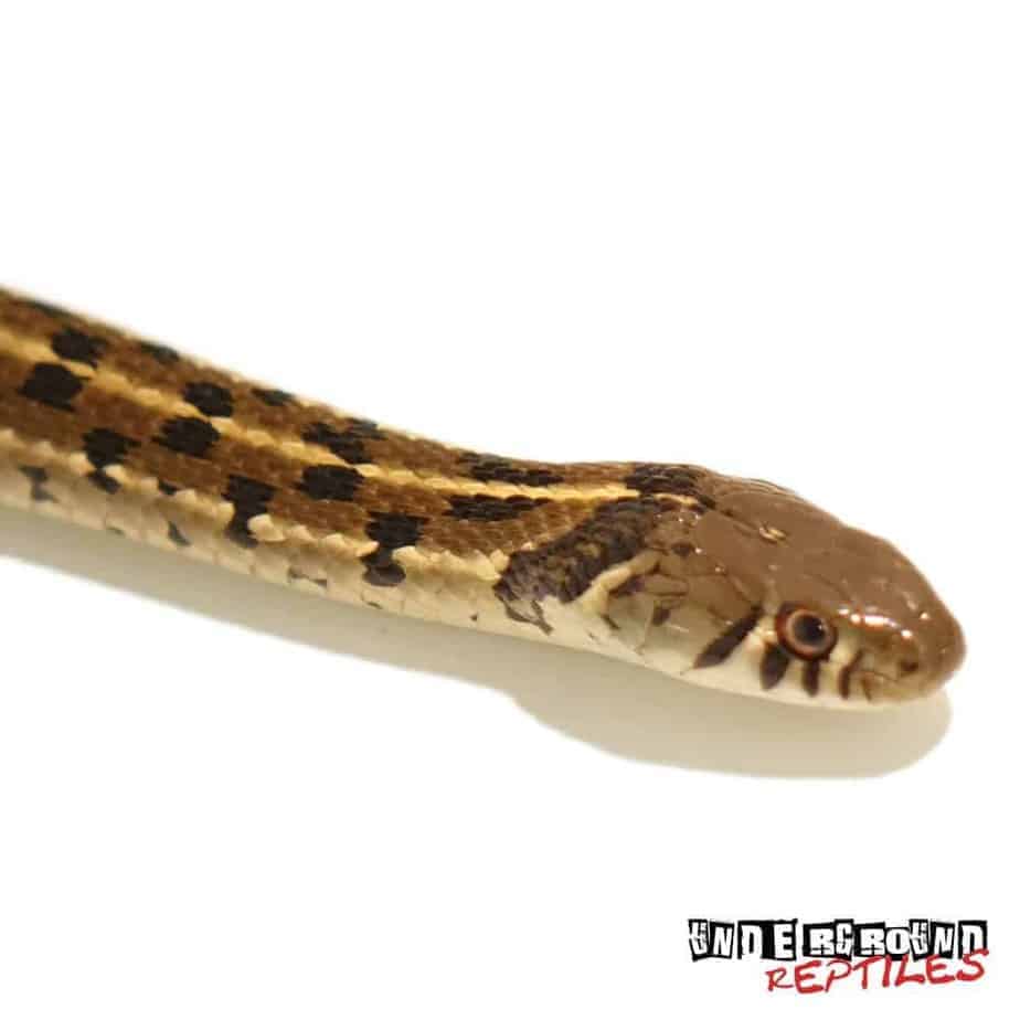 Checkered Garter Snakes For Sale - Underground Reptiles