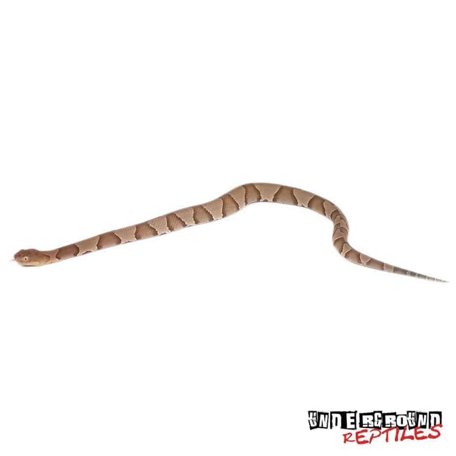 Copperhead Snakes For Sale Underground Reptiles