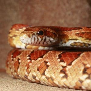 Snakes For Sale - Underground Reptiles