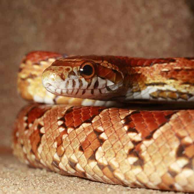 Cornsnakes & Ratsnakes For Sale - Underground Reptiles