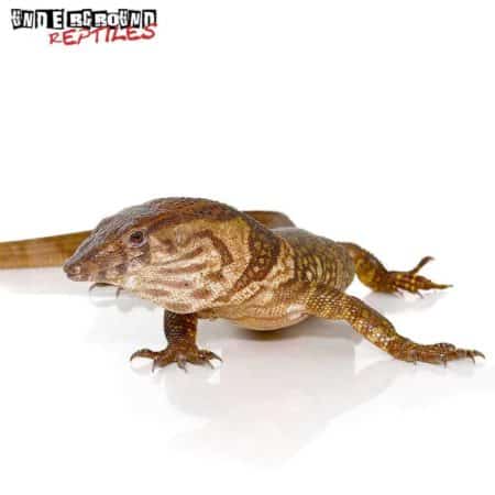 Dumeril's Monitor For Sale - Underground Reptiles
