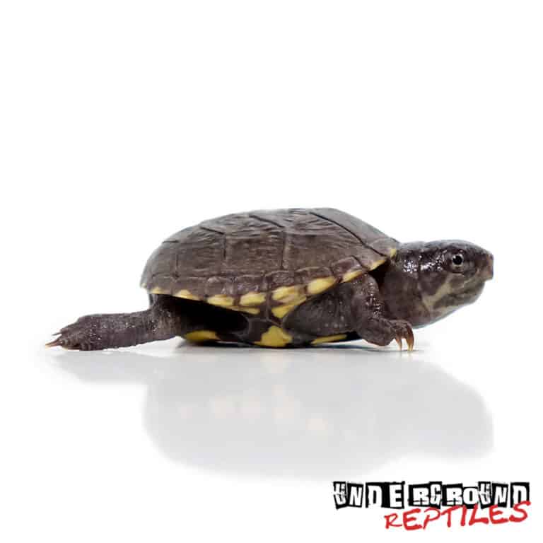 Baby Eastern Mud Turtles For Sale - Underground Reptiles