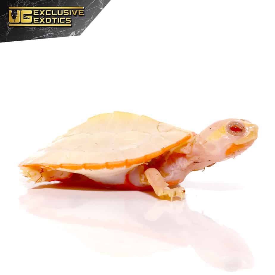 Baby Albino Pinkbelly Sideneck Turtles For Sale - Underground Reptiles