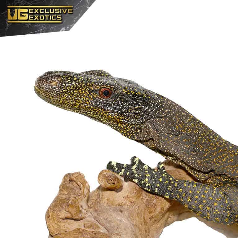 Crocodile Monitors For Sale - Underground Reptiles
