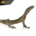 Crocodile Monitor For Sale - Underground Reptiles