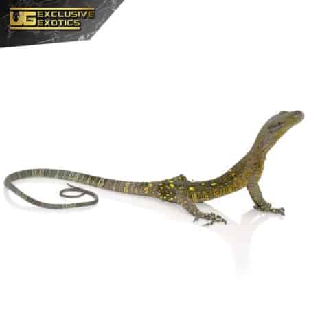 Crocodile Monitor For Sale - Underground Reptiles