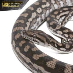 2018 Female Inland Carpet Python For Sale - Underground Reptiles