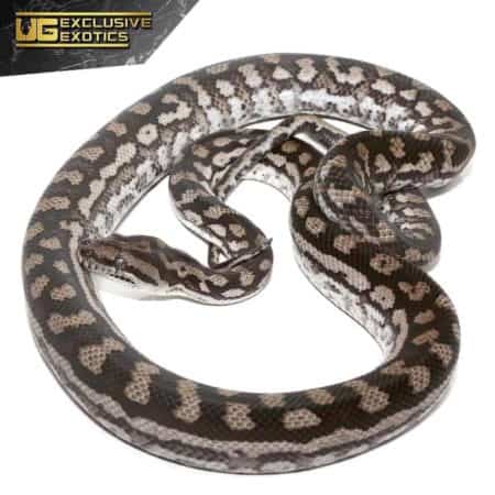 2018 Female Inland Carpet Python For Sale - Underground Reptiles