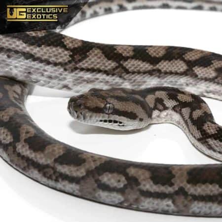 2018 Male Inland Carpet Python For Sale - Underground Reptiles
