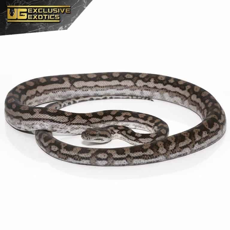 Baby Male Inland Carpet Pythons For Sale Underground Reptiles