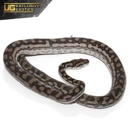 2018 Male Inland Carpet Python For Sale - Underground Reptiles