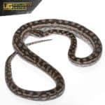2018 Male Inland Carpet Python For Sale - Underground Reptiles