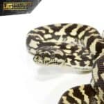 Male Jungle Carpet Python For Sale - Underground Reptiles