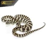 Male Jungle Carpet Python For Sale - Underground Reptiles