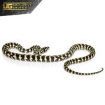 Male Jungle Carpet Python For Sale - Underground Reptiles