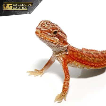 Baby Magma Hypo Translucent Dunner Bearded Dragon For Sale - Underground Reptiles